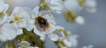The bee sits on a flower of a bush blossoming treeの写真素材