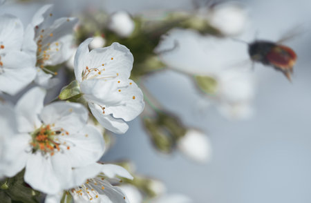 Branches of blossoming cherry with soft focus .の写真素材