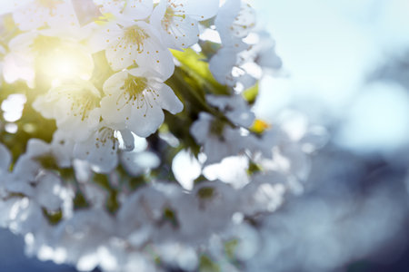 Branches of blossoming cherry with soft focus .の写真素材