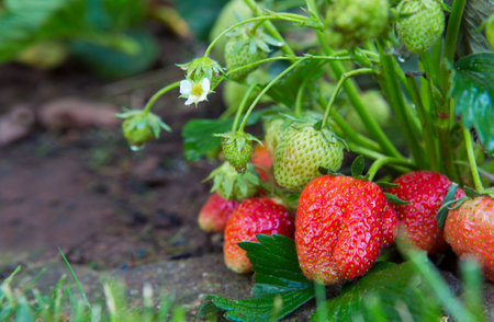 Red ripe strawberries in a summer garden.の写真素材
