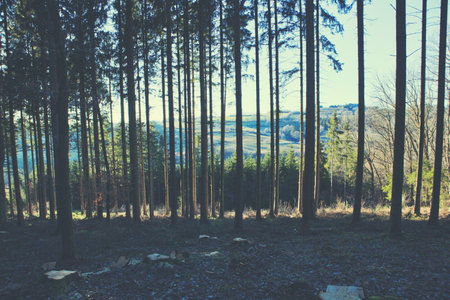 Beautiful spring forest with bright sunlight in the fog.の写真素材