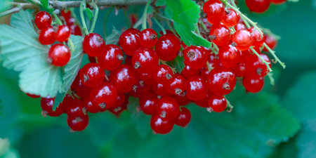 Berries Red currants on a bush branch in the garden in summer.