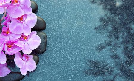 Pink orchid and black spa stone on the gray background.