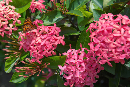 Beautiful butterfly on a pink flowers in nature, close-up macro.の写真素材