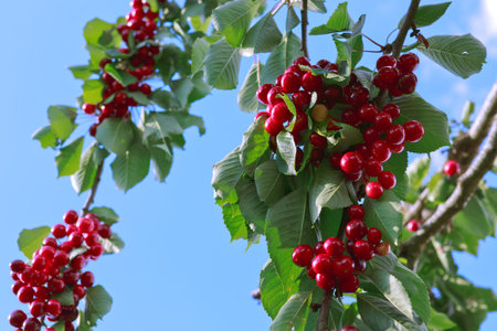 Branch of ripe cherries on a tree in summer gardenの写真素材
