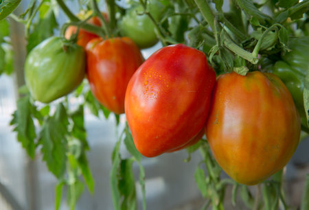 Homegrown Red Fresh Tomatoes In A Garden.の写真素材