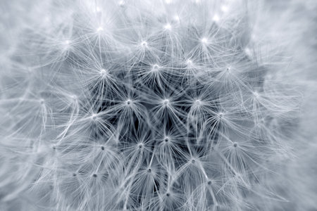 Dandelion abstract background. Closeup of big dandelion.