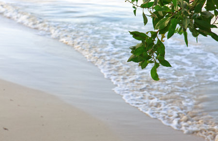 Green tree on tropical beach. Travel background.の写真素材