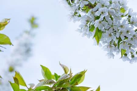 Close up of flowering cherry isolated on blur background.
