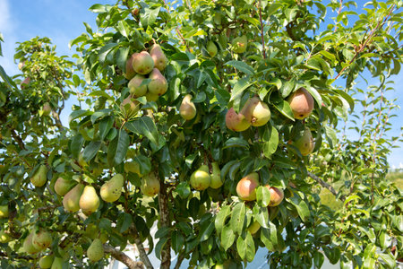 Fresh pears on the branch. Pears tree in the summer garden.の写真素材