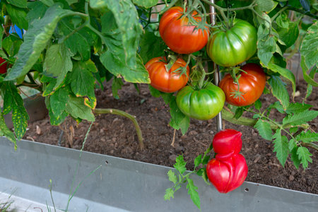 Red beefsteak tomatoes growing in the summer garden.の写真素材