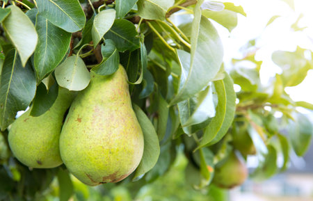 Fresh pears on the branch. Pears tree in the summer garden.の写真素材