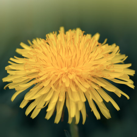 Spring flower of dandelions isolated on green backgrounds.