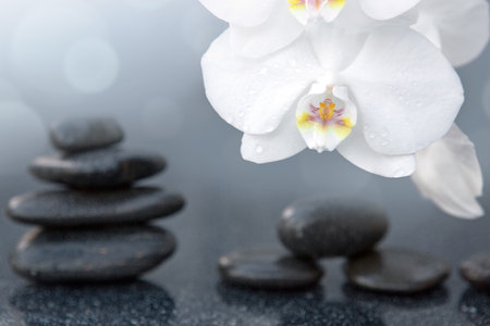 White orchid flowers and spa stones on a gray background, space for a text.の写真素材