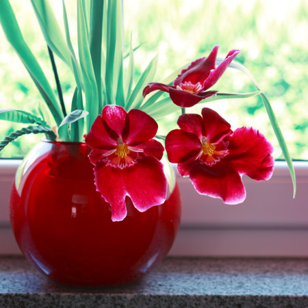 Red blooming orchid flowers in a pot on windowsill.の写真素材
