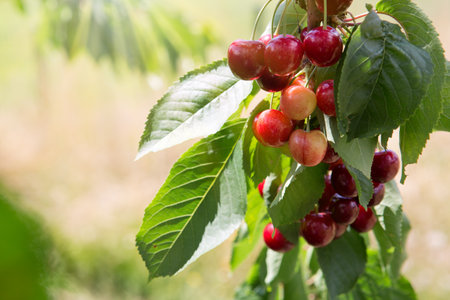 Branch of ripe cherries on a tree in summer garden
