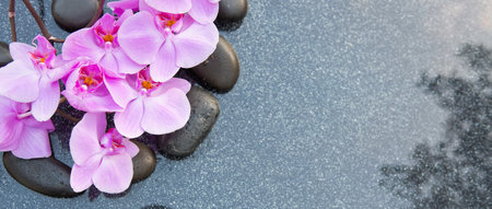 Pink orchid flowers and spa stones on a gray background, space for a text.の写真素材