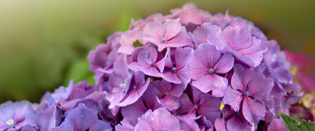 Blue hydrangea flowers growing in the garden ,floral beautiful background