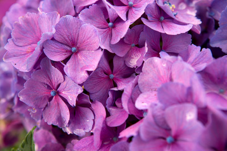 Beautiful pink Hydrangea flower close up shot.の写真素材