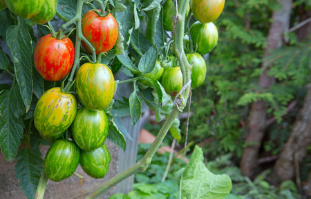 Fresh colorful tomatoes and some that are not ripe yet hanging on the vine of a tomato plant in the garden. Easter eggs tomatoes.の写真素材