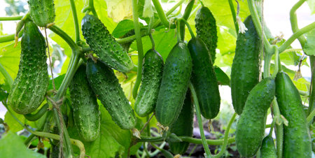 The bush cucumbers hang on the trellis in the garden .の写真素材