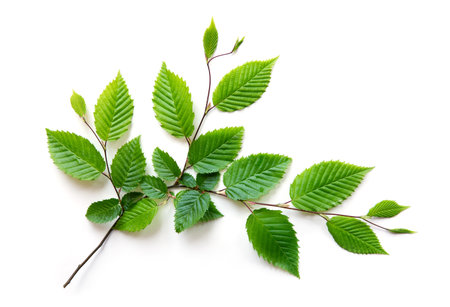 Green leaves on a beech branch isolated on white background.の写真素材