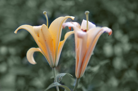 Beautiful yellow lily close up,isolated on green background.の写真素材