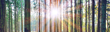 Summer forest with bright sun shining through the trees.