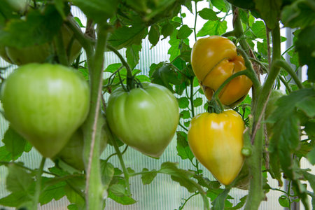 Ripe green and yellow tomatoes hanging in the garden.の写真素材