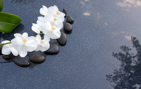 White orchid flowers and black spa stones on the gray background.の写真素材