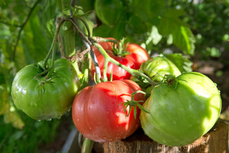 Large red beefsteak tomatoes in the home garden .の写真素材