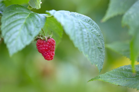 Raspberry branch in the summer garden.
