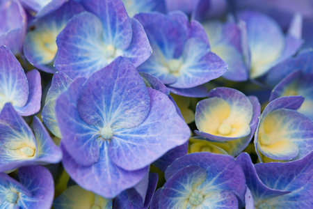 Background blue flowers hydrangea, close up.