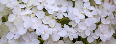 Background white flowers hydrangea, close up.