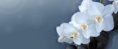 Spa stones with white orchid flowers.Black stones on a gray background, space for a text .の写真素材