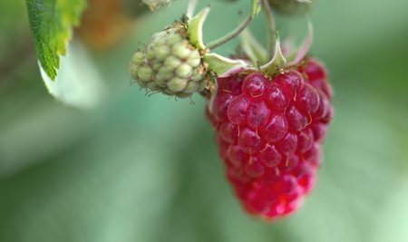 Raspberry close up in the summer garden.の写真素材