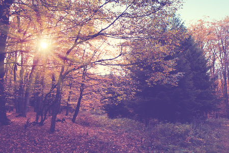 Autumn forest with bright sun shining through the trees.の写真素材