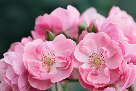 Pink roses on green blur background .の写真素材