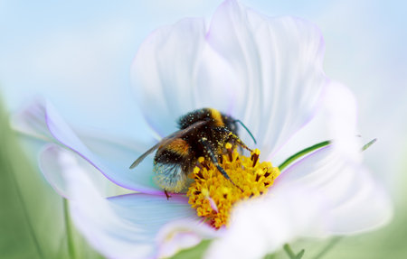Honey bee with cosmos flower, macro floral photography