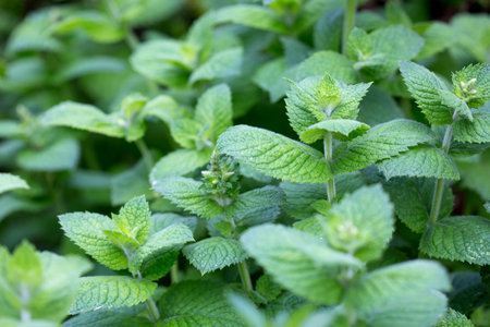 Peppermint in herbal garden of farm,close up.の写真素材