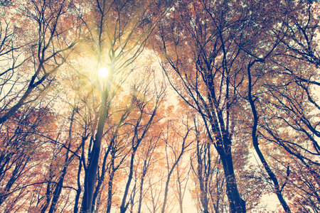 Beautiful autumn forest background with sun rays.の写真素材