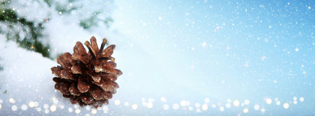 Fir pine cone isolated on white snow.の写真素材