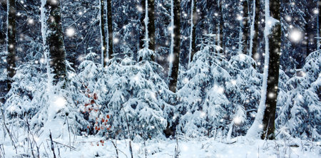 Merry Christmas and Happy New Year background with winter forest on snow.の写真素材