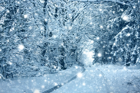 Merry Christmas and Happy New Year background with winter forest on snow.の写真素材