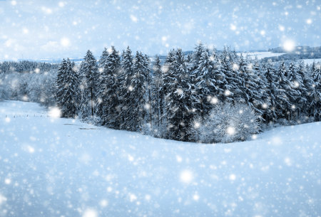 Merry Christmas and Happy New Year background with winter forest on snow.の写真素材