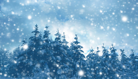 Merry Christmas and Happy New Year background with winter forest on snow.の写真素材