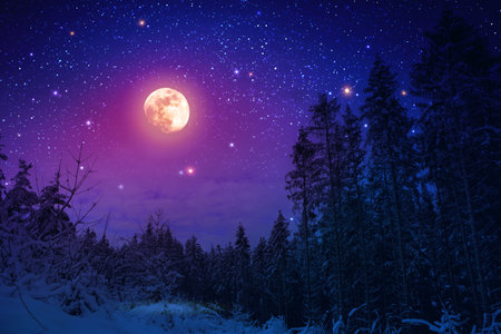 Background with winter forest on snow.の写真素材