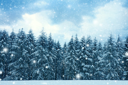 Merry Christmas background with snowfall in winter forest.の写真素材