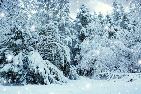 Merry Christmas background with snowfall in winter forest.の写真素材