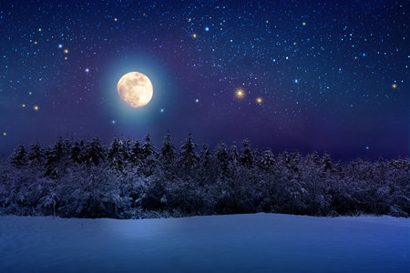 Winter forest and stars sky.の写真素材